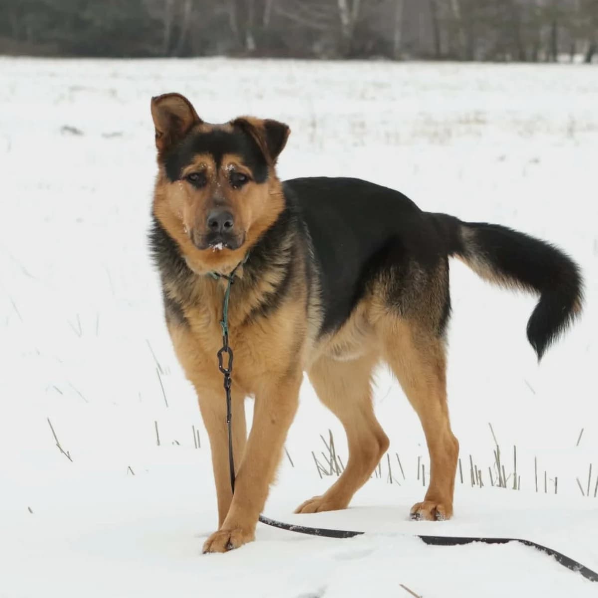 Karmel, male mixed breed for adoption at Fundacja Viva Korabiewice, Korabiewice