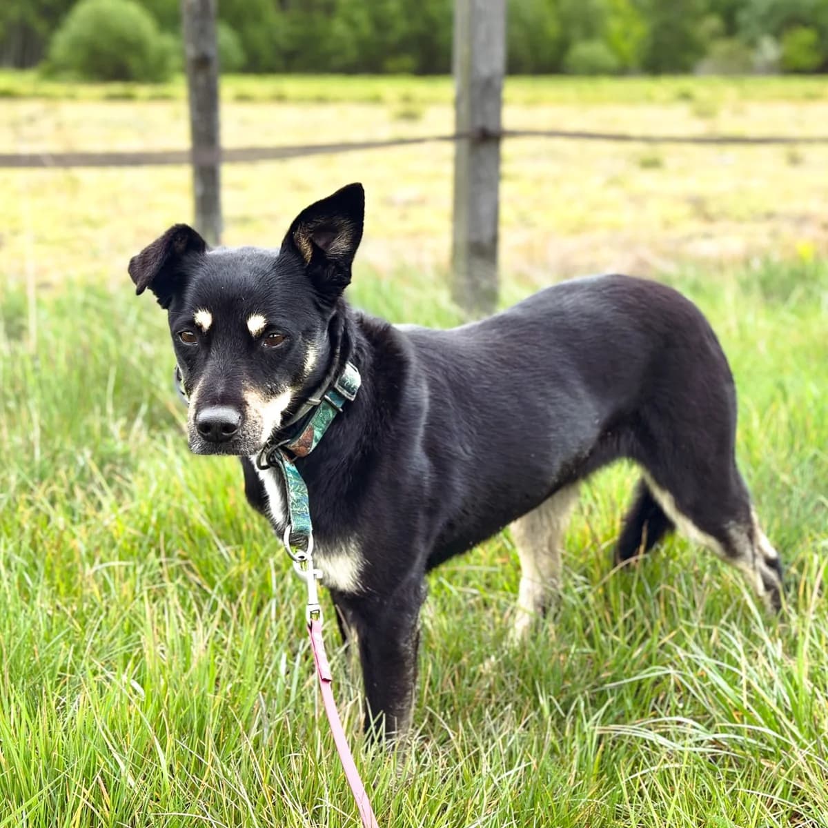 Kawa, female Mixed Breed for adoption at Fundacja Viva Korabiewice, Korabiewice