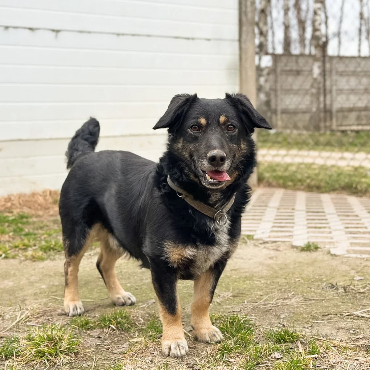 Kevin, male 5yo Mixed Breed for adoption at Fundacja Viva Korabiewice, Korabiewice