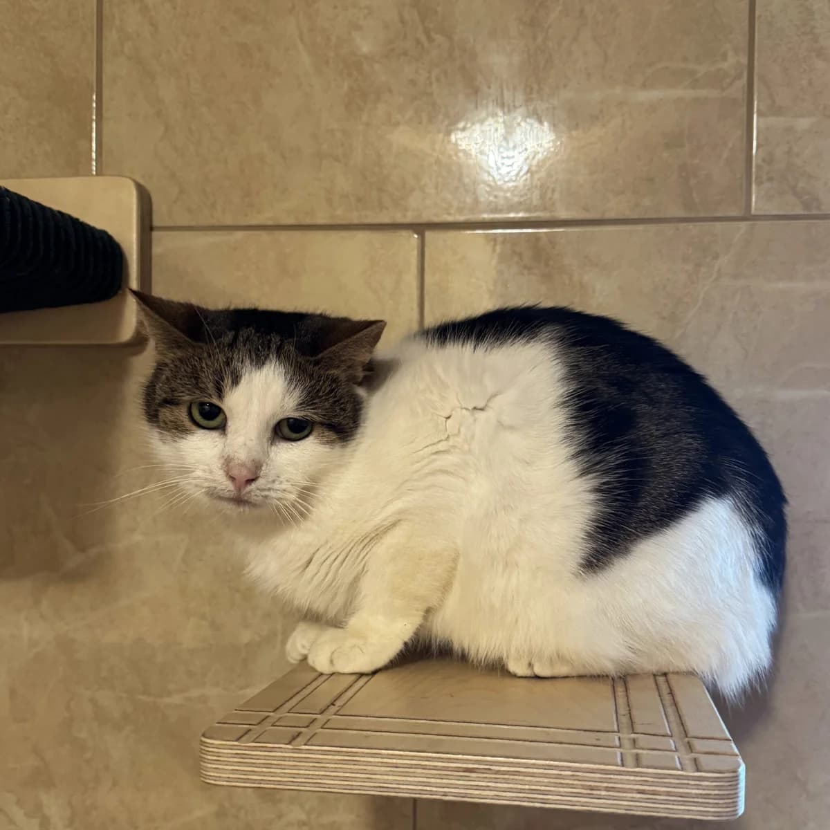 Kimi, male Mixed Breed for adoption at Fundacja Viva Korabiewice, Korabiewice