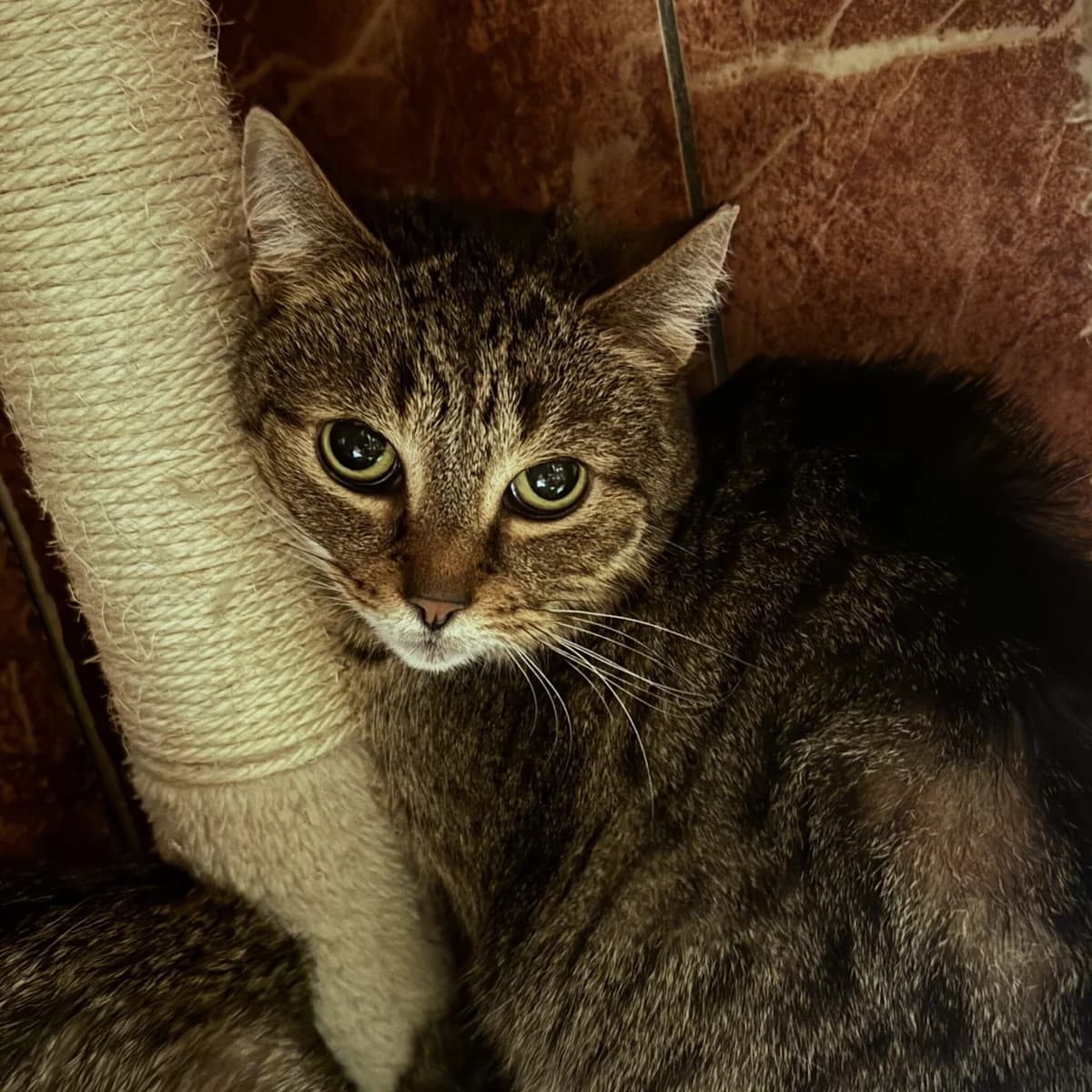 Kinia, female Mixed Breed for adoption at Fundacja Viva Korabiewice, Korabiewice