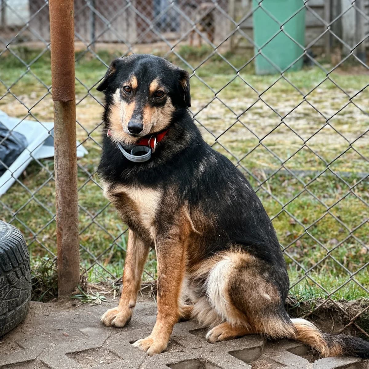 Krokiecik, Mixed Breed (Fundacja Viva Korabiewice)