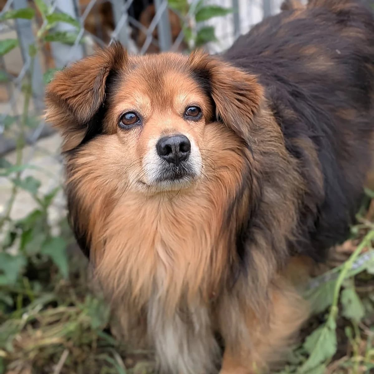 Laki, Mixed Breed (Fundacja Viva Korabiewice)