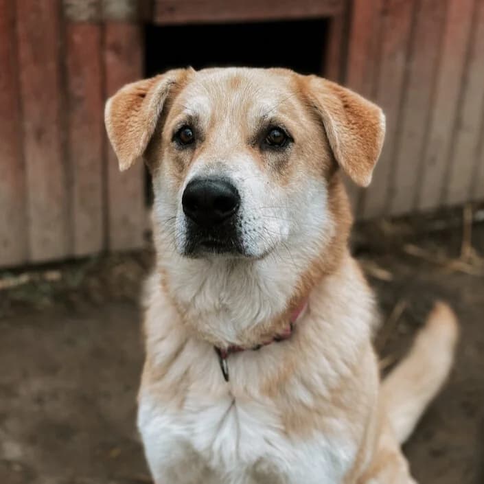 Lares, Mixed Breed (Fundacja Viva Korabiewice)