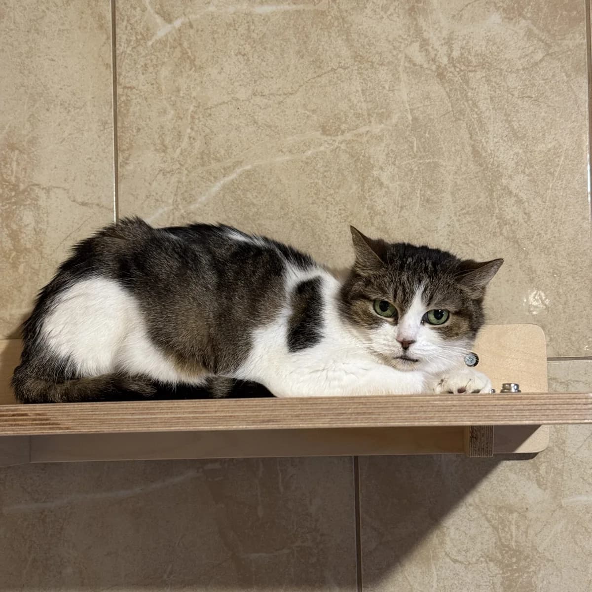 Lela, female Mixed Breed for adoption at Fundacja Viva Korabiewice, Korabiewice