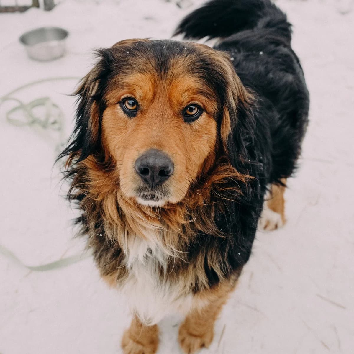 Leo, male Mixed Breed for adoption at Fundacja Viva Korabiewice, Korabiewice