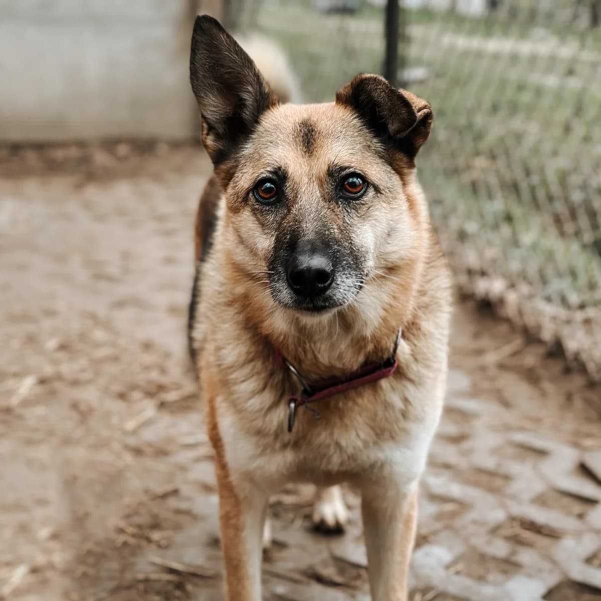 Lila, female Mixed Breed for adoption at Fundacja Viva Korabiewice, Korabiewice