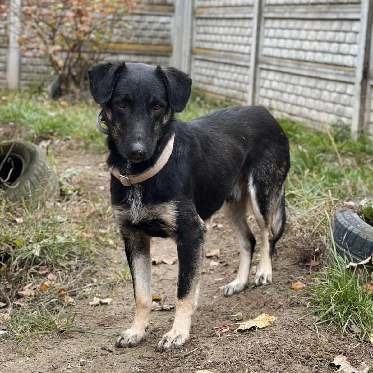 Lord, male Mixed Breed for adoption at Fundacja Viva Korabiewice, Korabiewice