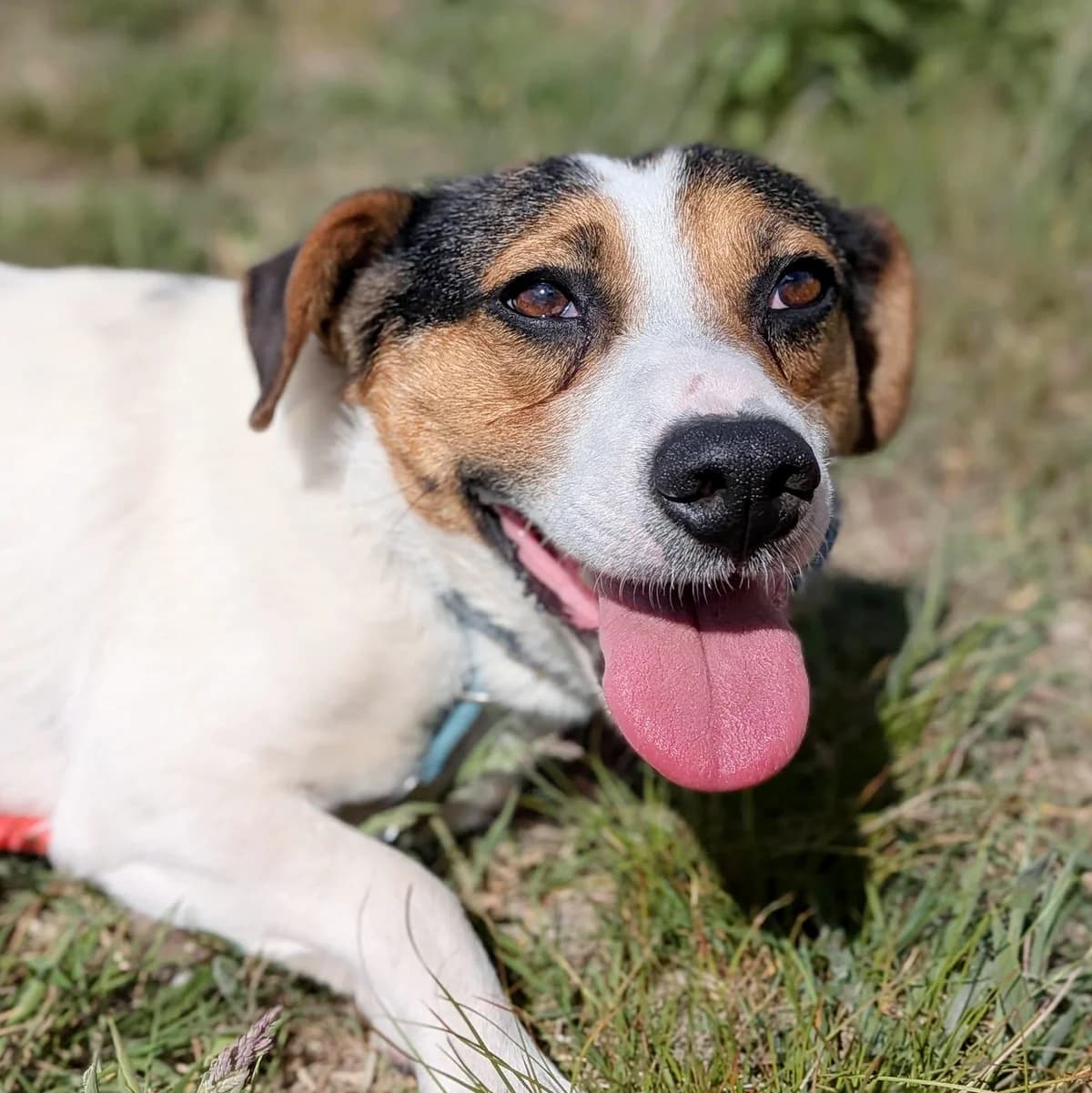 Luka, Mixed Breed (Fundacja Viva Korabiewice)