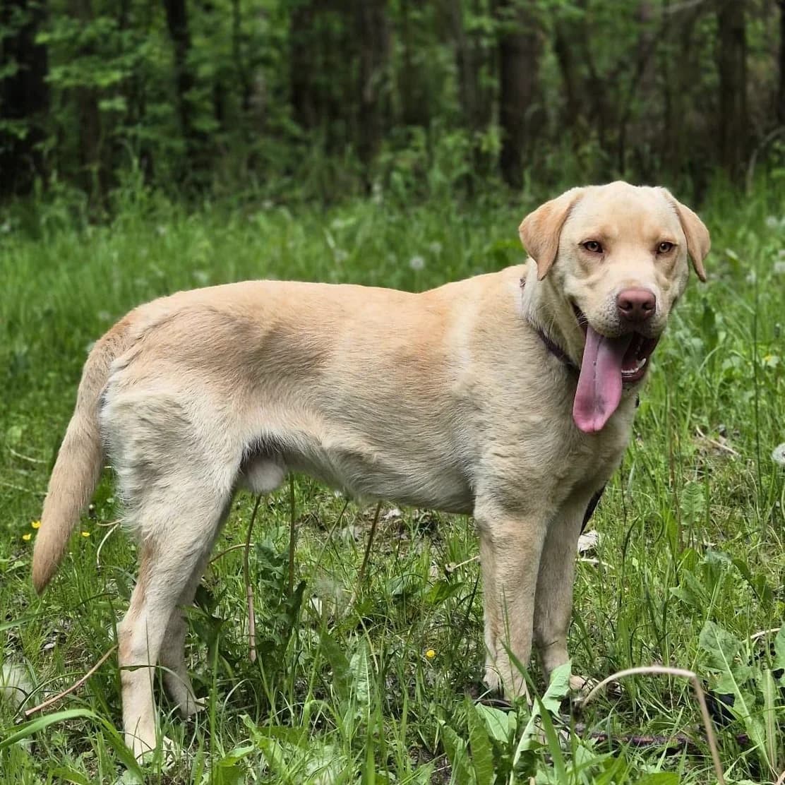 Macan, male Labrador Retriever for adoption at Fundacja Viva Korabiewice, Korabiewice