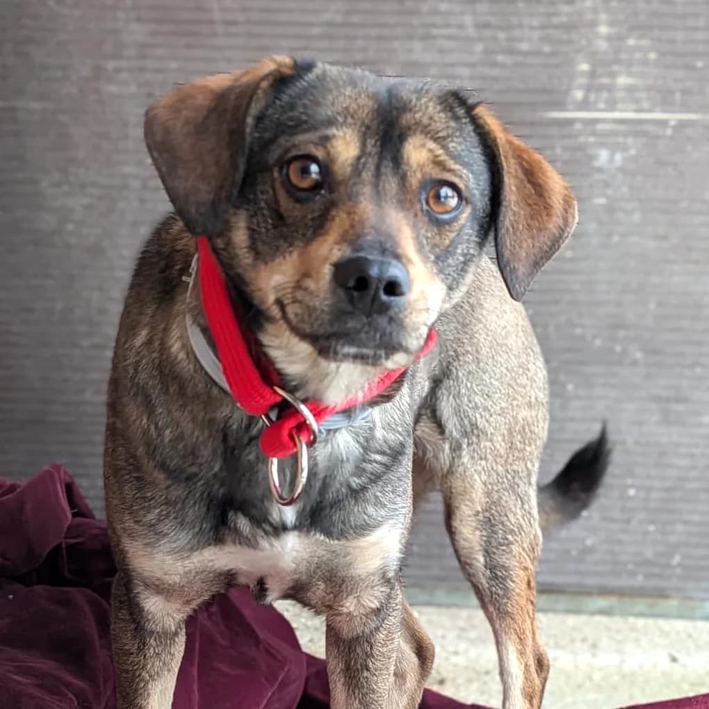 Margo, female Mixed Breed for adoption at Fundacja Viva Korabiewice, Korabiewice