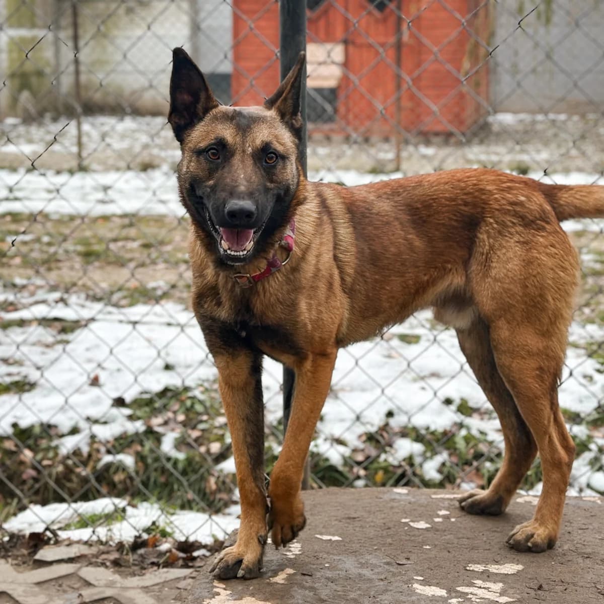 Markez, male mixed breed for adoption at Fundacja Viva Korabiewice, Korabiewice