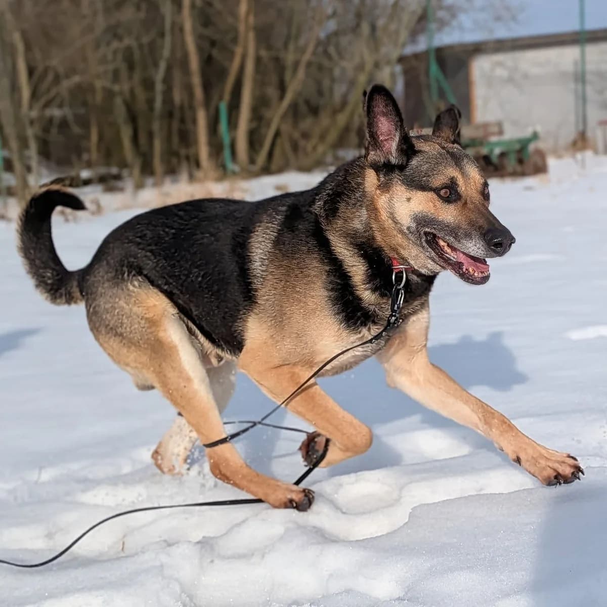 Max, Mixed Breed (Fundacja Viva Korabiewice)