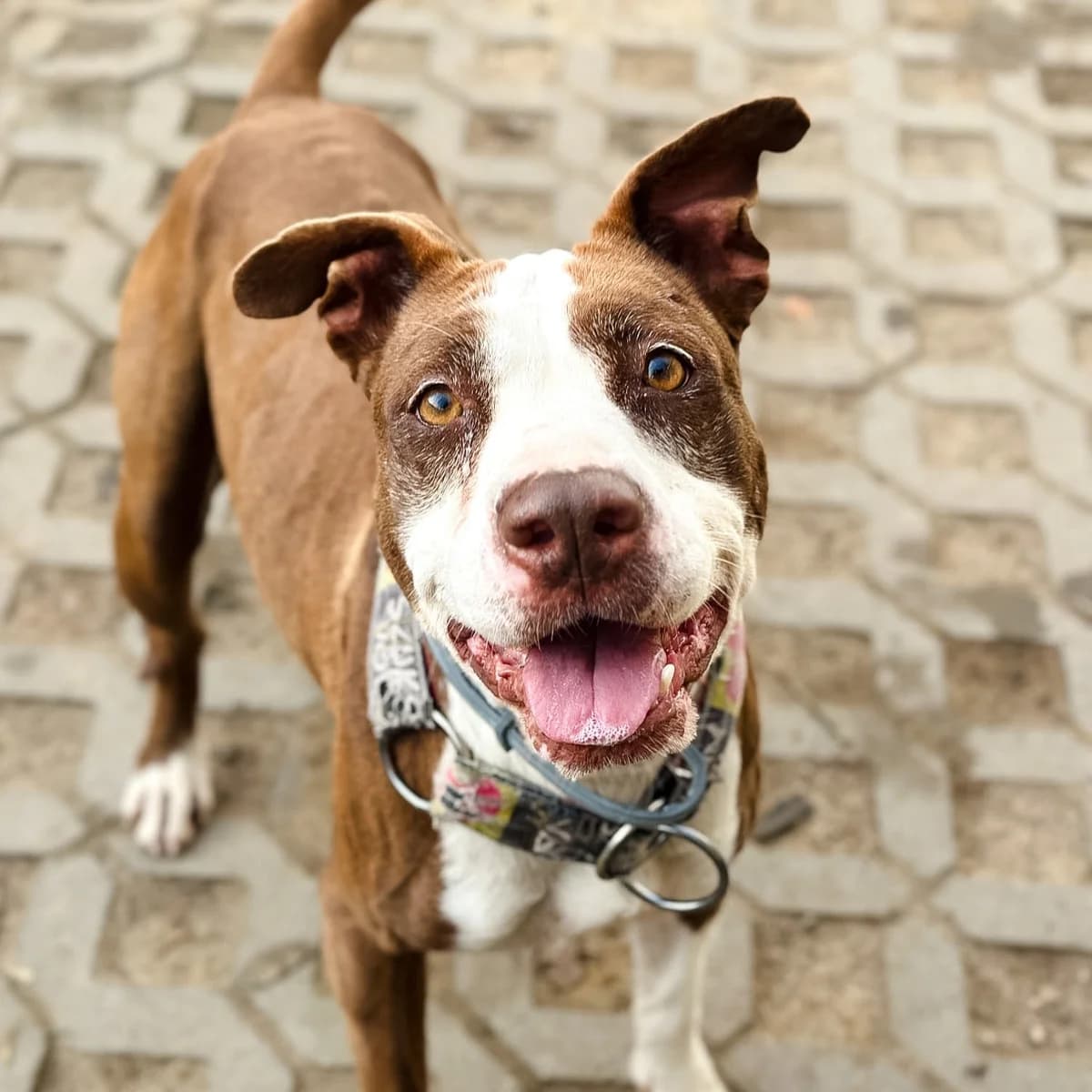 Milka, female mixed breed for adoption at Fundacja Viva Korabiewice, Korabiewice