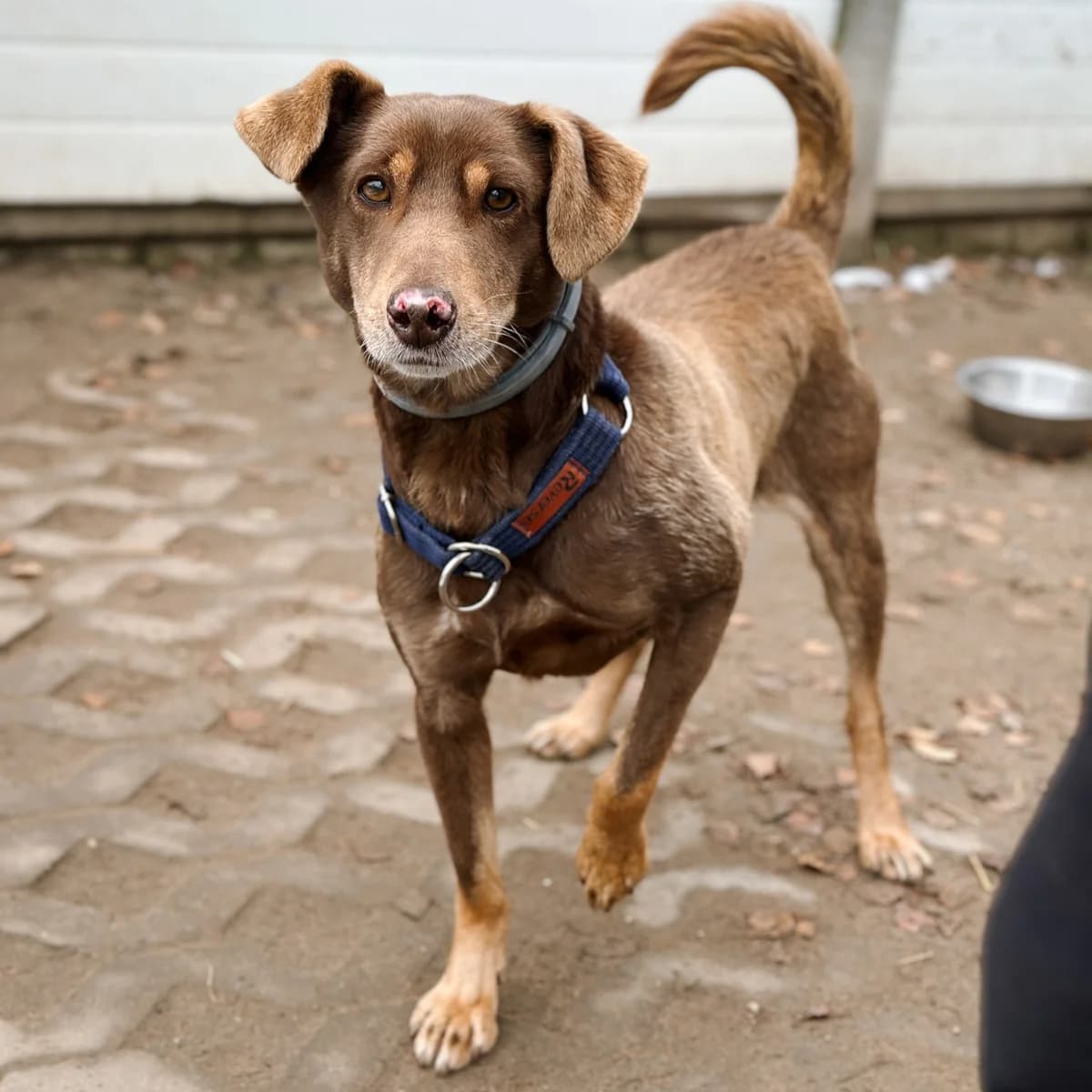 Milo, Mixed Breed (Fundacja Viva Korabiewice)