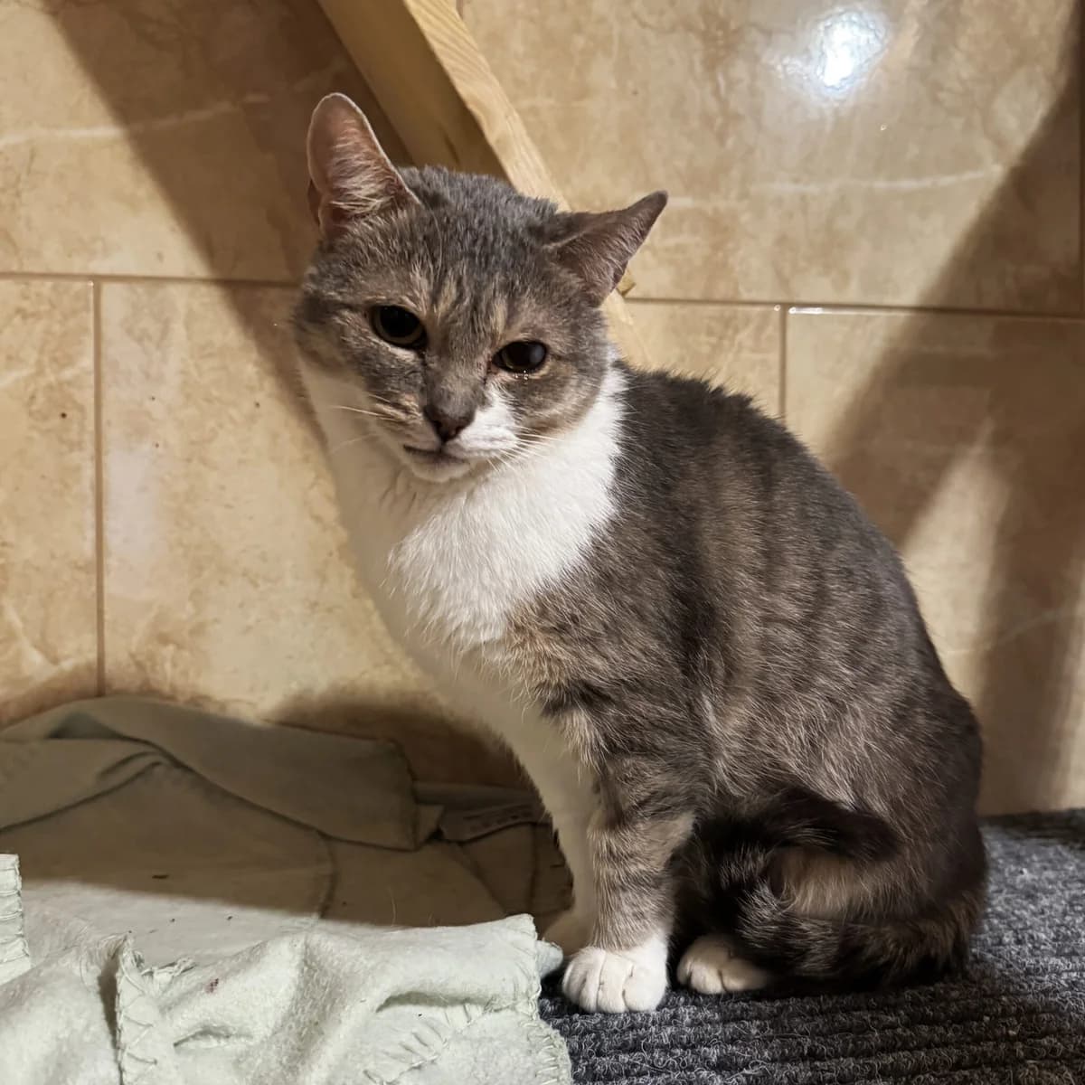 Mirabelka, female Mixed Breed for adoption at Fundacja Viva Korabiewice, Korabiewice