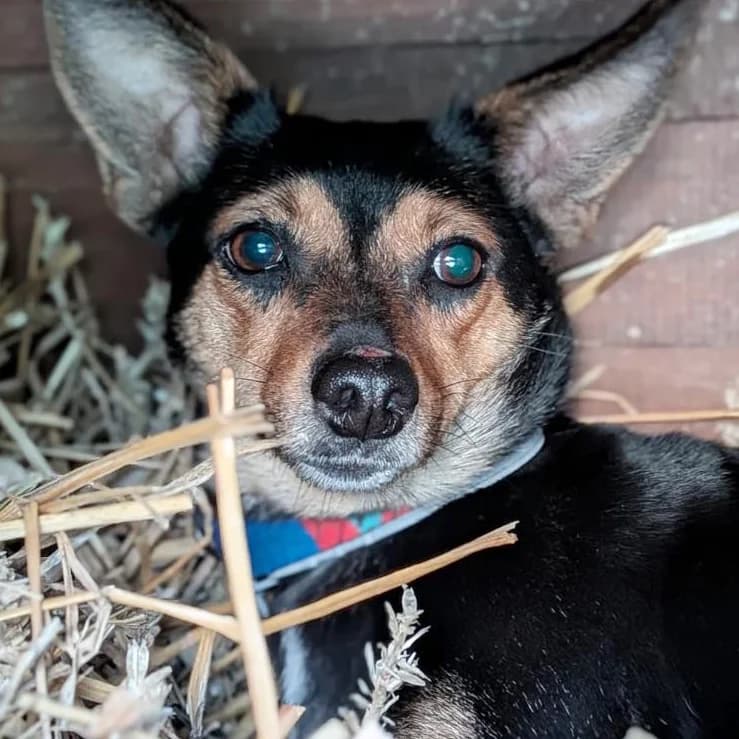 Misia, Mixed Breed (Fundacja Viva Korabiewice)
