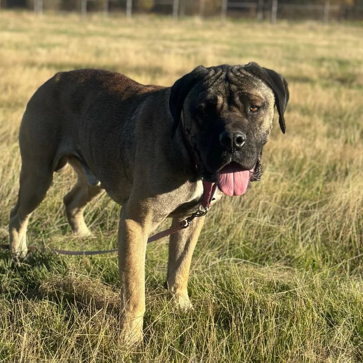 Nelson, male Cane Corso for adoption at Fundacja Viva Korabiewice, Korabiewice