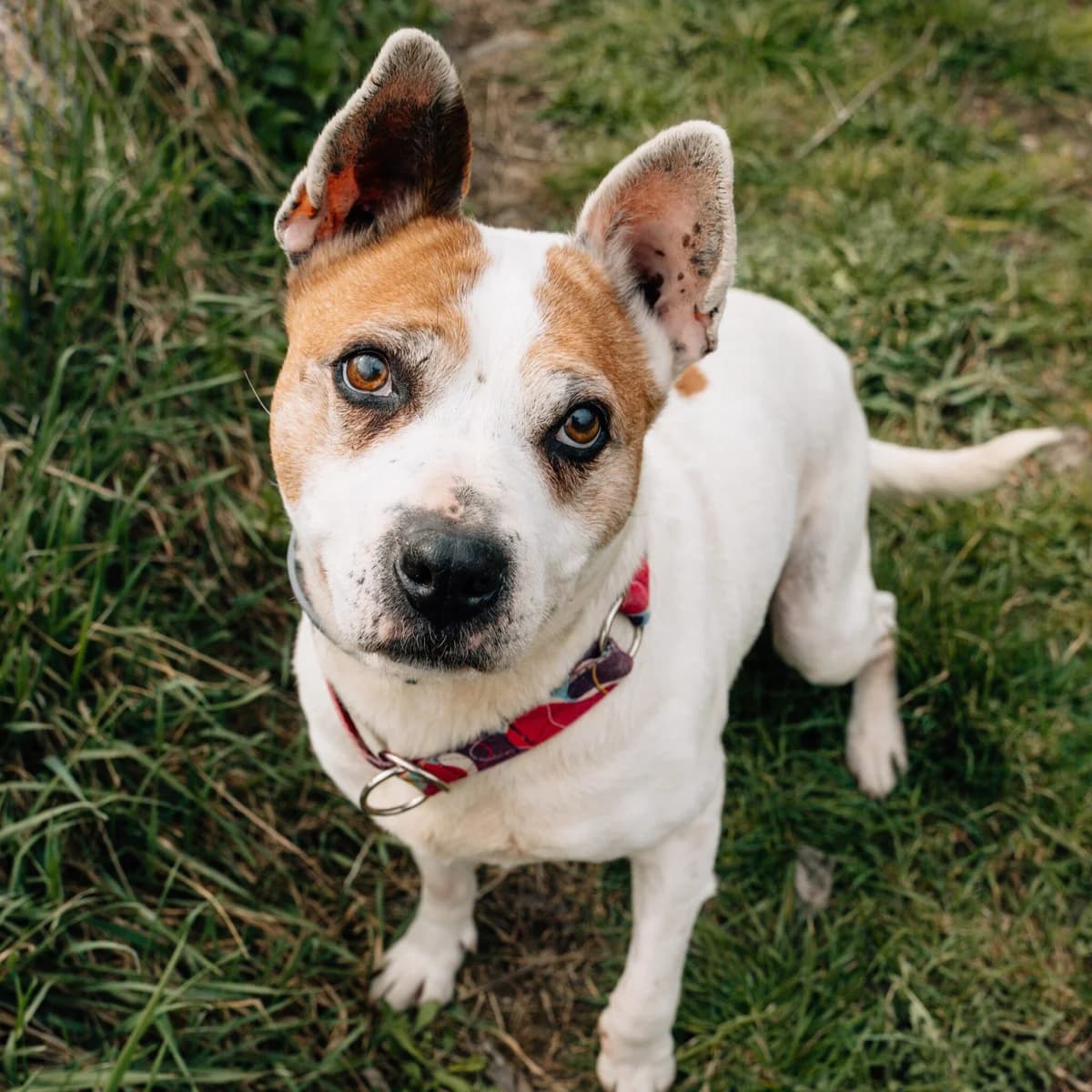 Nutka, Mixed Breed (Fundacja Viva Korabiewice)