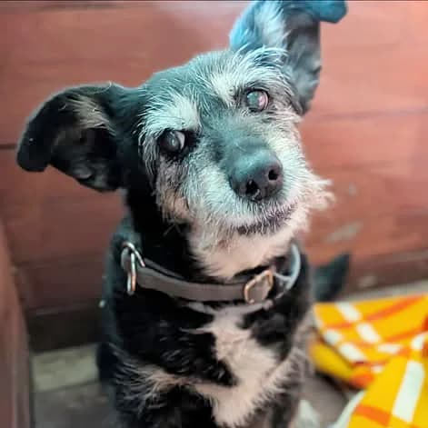 Oma, female senior Mixed Breed for adoption at Fundacja Viva Korabiewice, Korabiewice