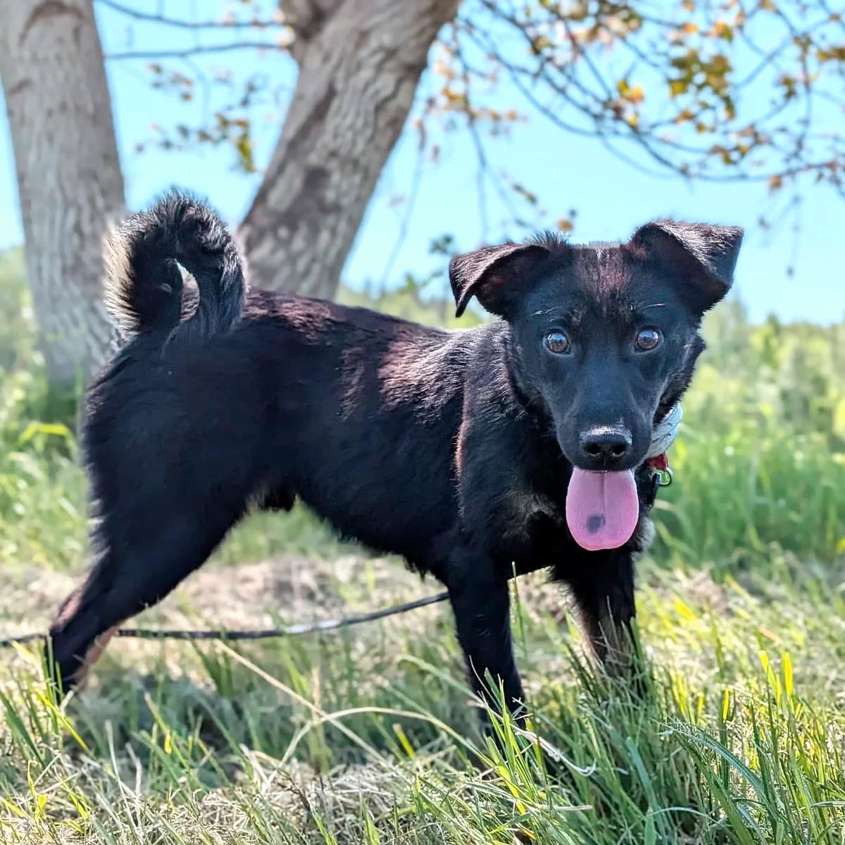 Onyx, Mixed Breed (Fundacja Viva Korabiewice)