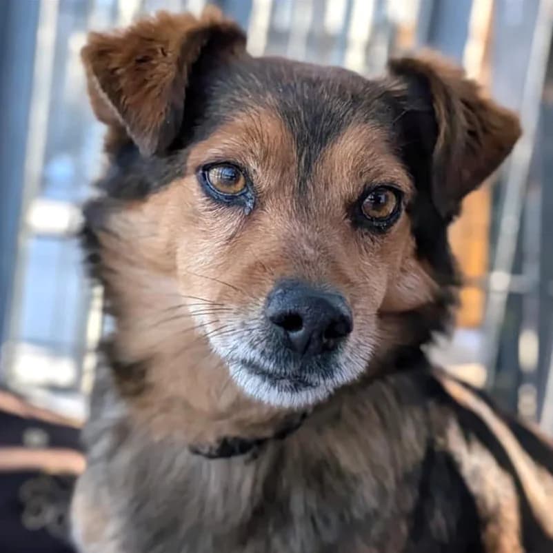 Pako, Mixed Breed (Fundacja Viva Korabiewice)