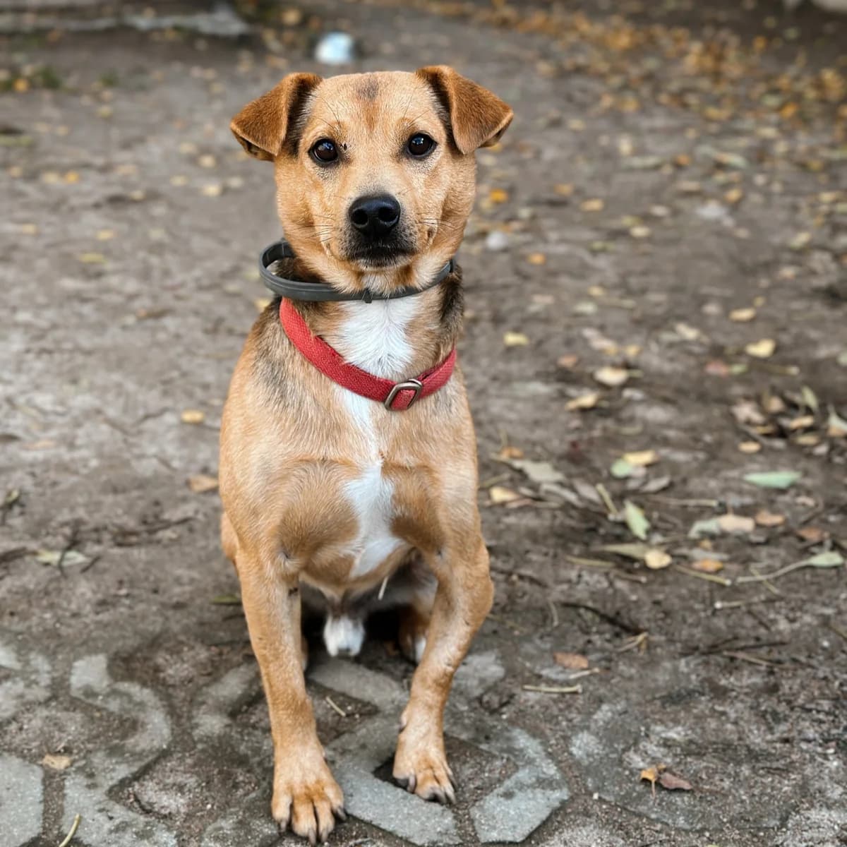 Pascal, Mixed Breed (Fundacja Viva Korabiewice)