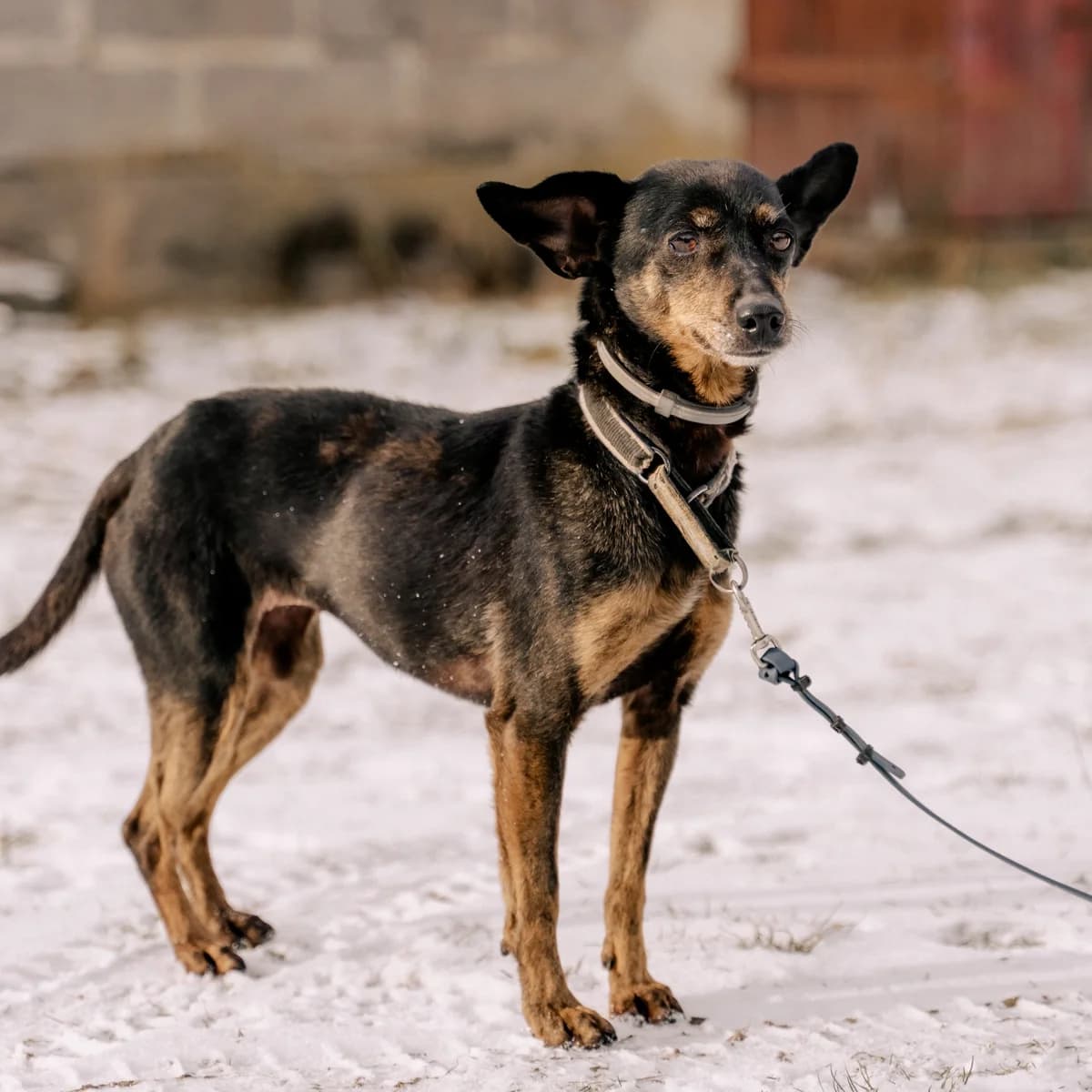 Posti, female Mixed Breed for adoption at Fundacja Viva Korabiewice, Korabiewice