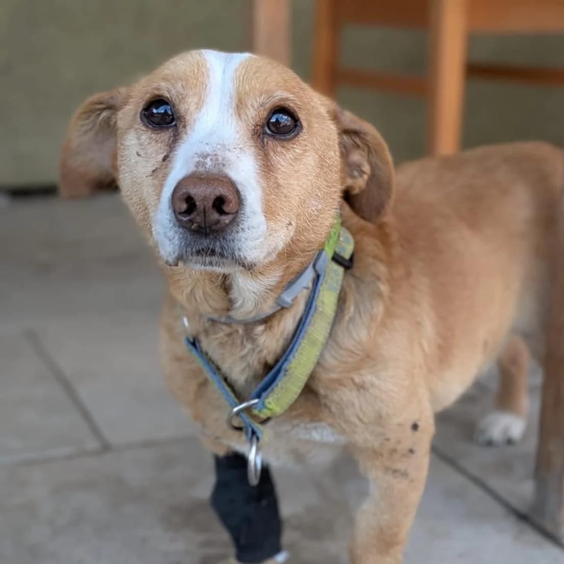 Precel, Mixed Breed (Fundacja Viva Korabiewice)