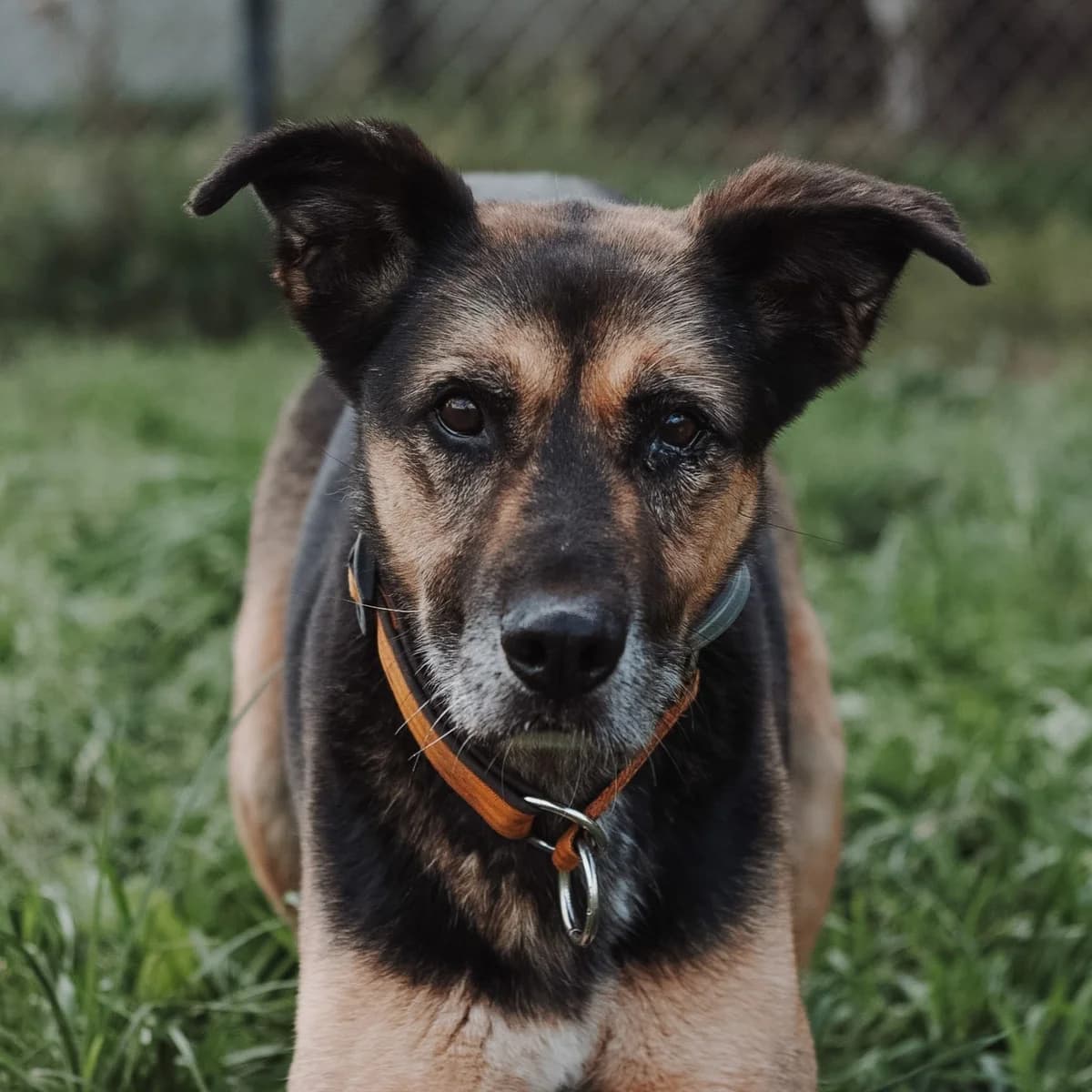 Radek, male senior mixed breed for adoption at Fundacja Viva Korabiewice, Korabiewice