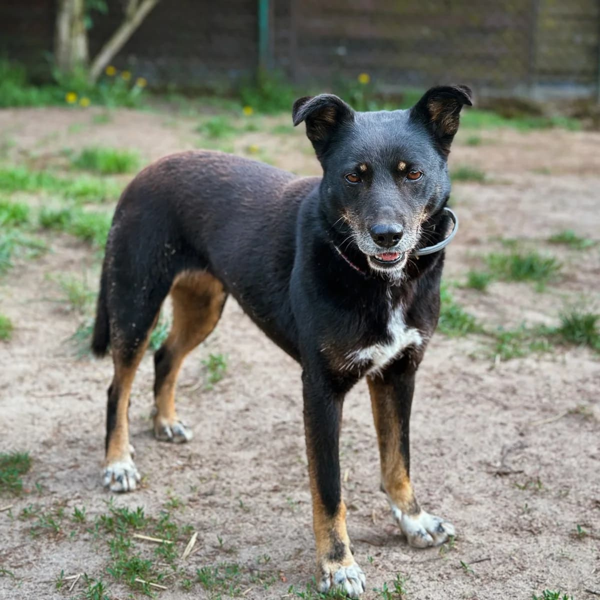 Reba, female senior mixed breed for adoption at Fundacja Viva Korabiewice, Korabiewice