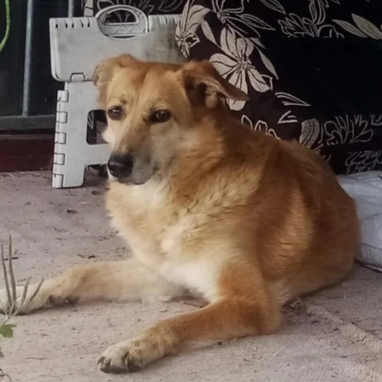 Rozalka, Mixed Breed (Fundacja Viva Korabiewice)