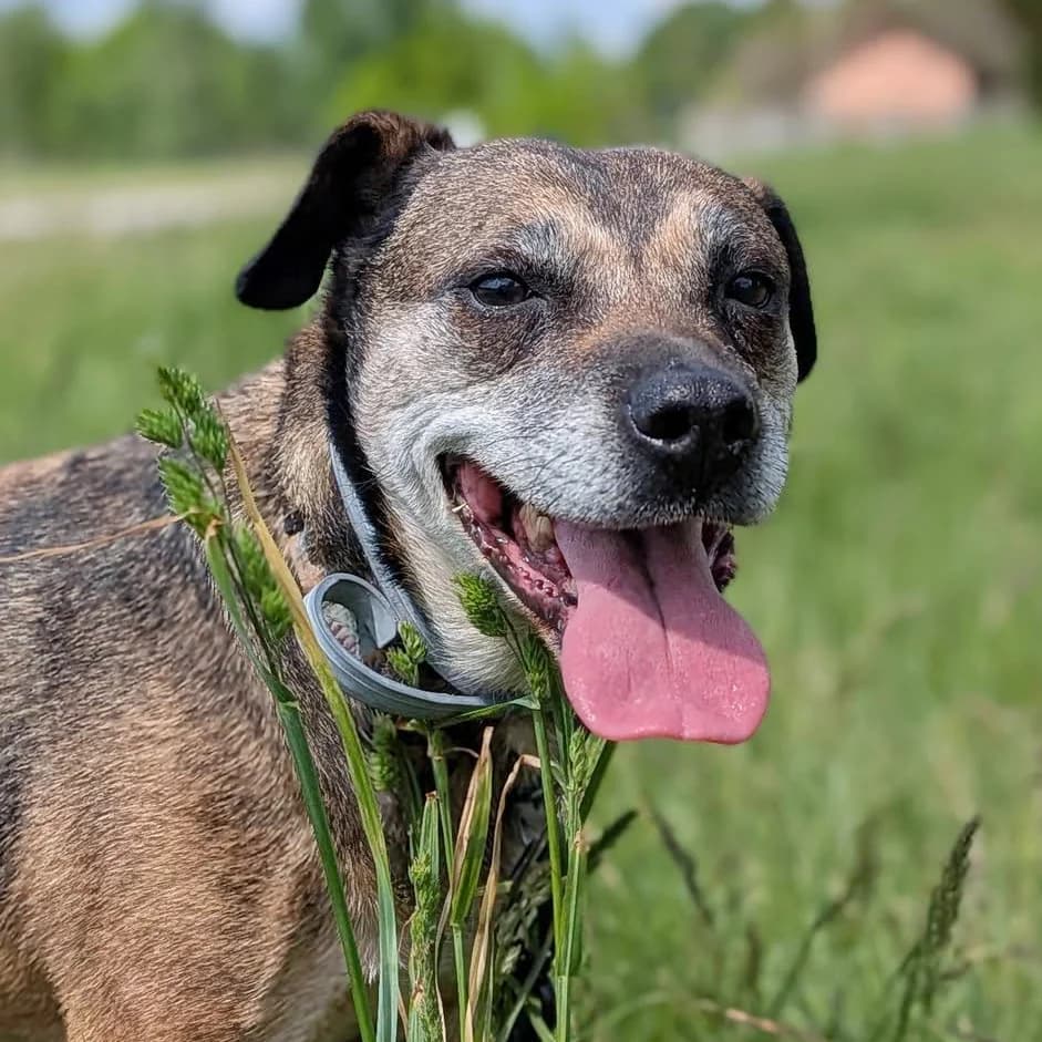 Rumba, Mixed Breed (Fundacja Viva Korabiewice)