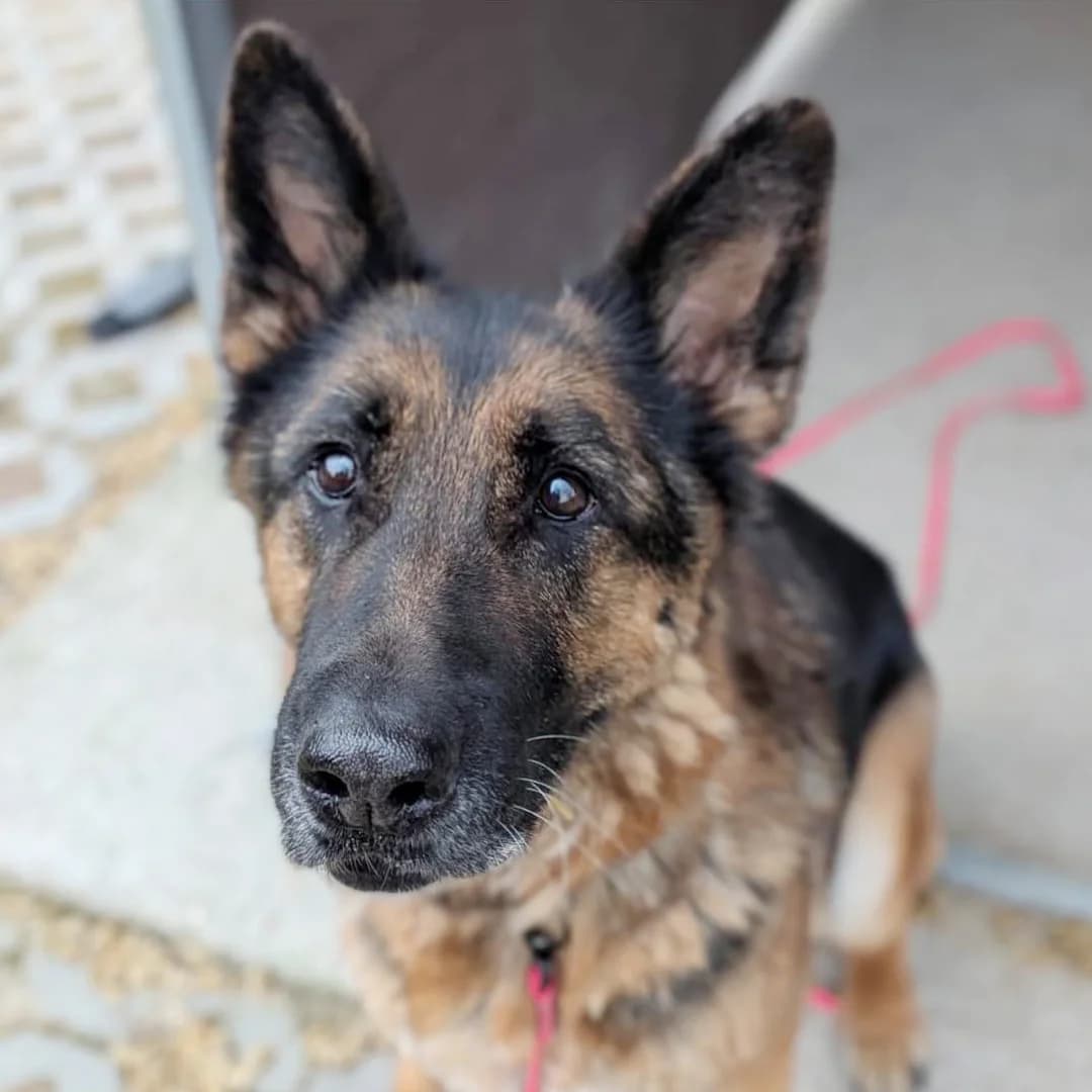 Runa, female Mixed Breed for adoption at Fundacja Viva Korabiewice, Korabiewice