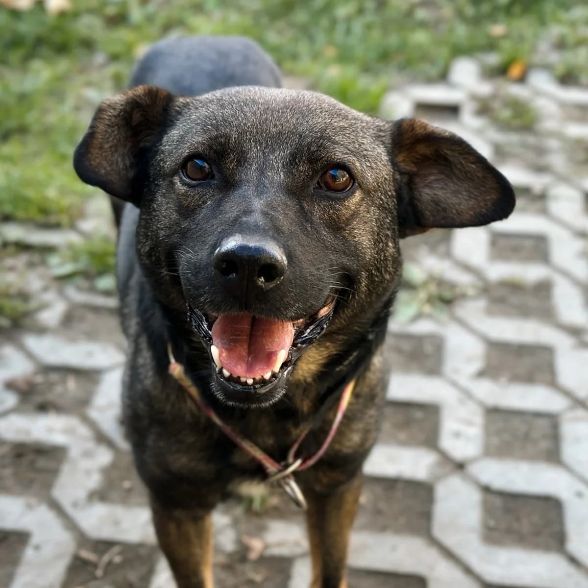 Rysio, Mixed Breed (Fundacja Viva Korabiewice)