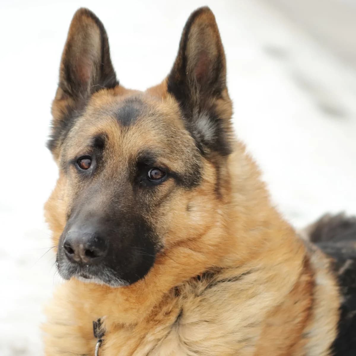 Santos, male German Shepherd for adoption at Fundacja Viva Korabiewice, Korabiewice
