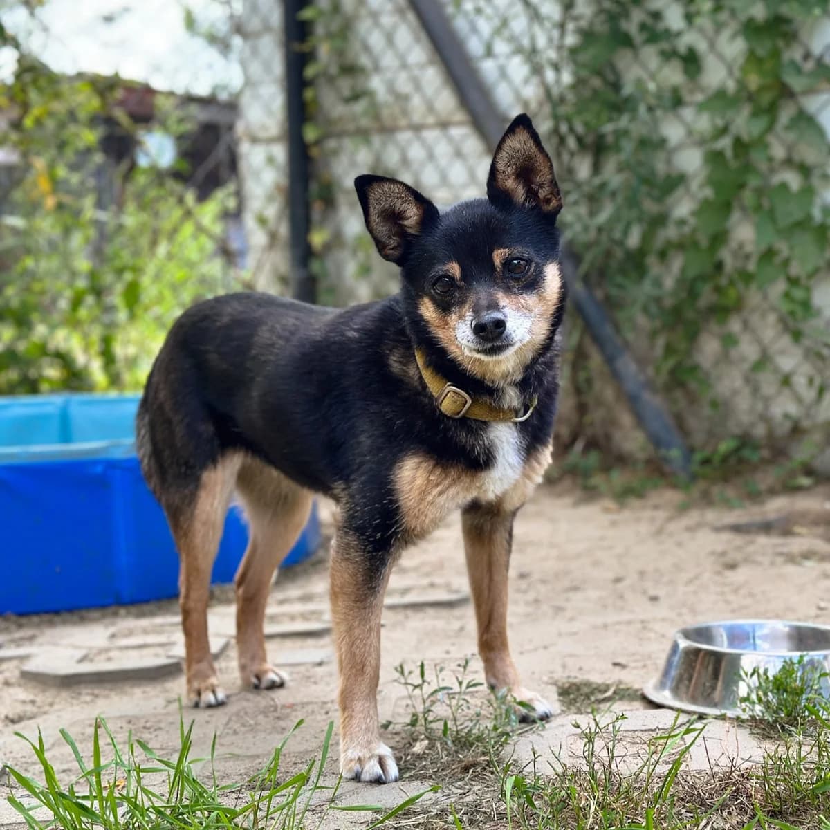 Sonia (w Dt), female senior mixed breed for adoption at Fundacja Viva Korabiewice, Korabiewice