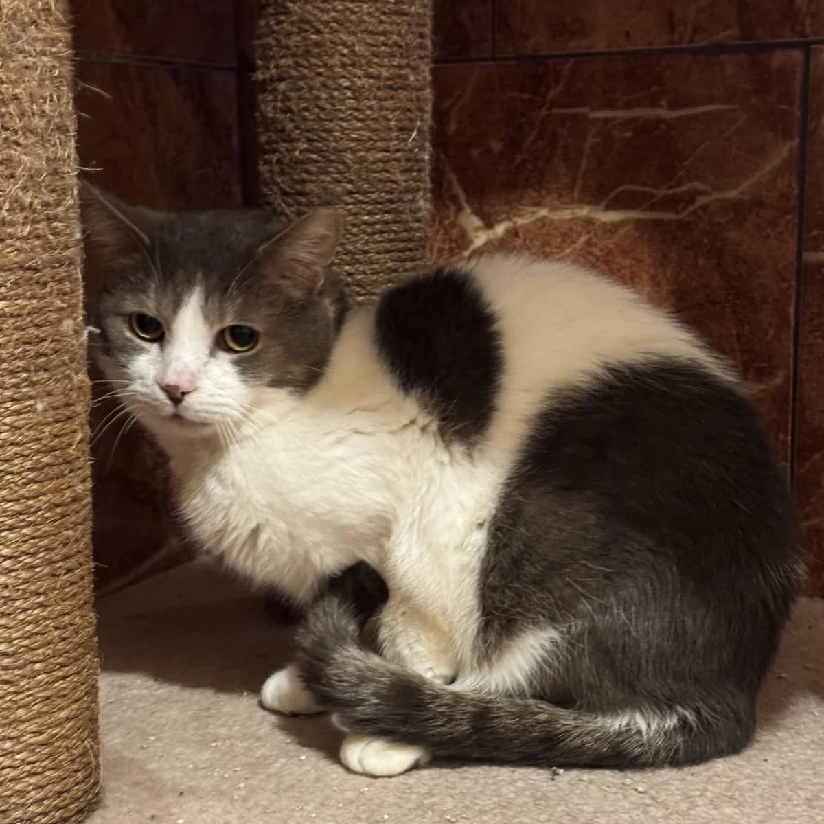 Stefan, male Mixed Breed for adoption at Fundacja Viva Korabiewice, Korabiewice