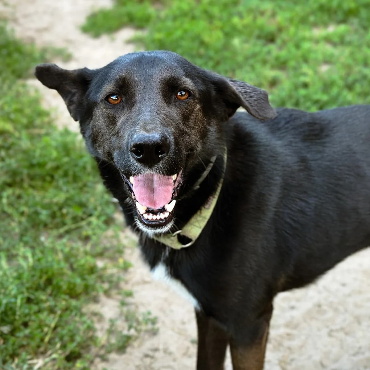Waldek, Mixed Breed (Fundacja Viva Korabiewice)