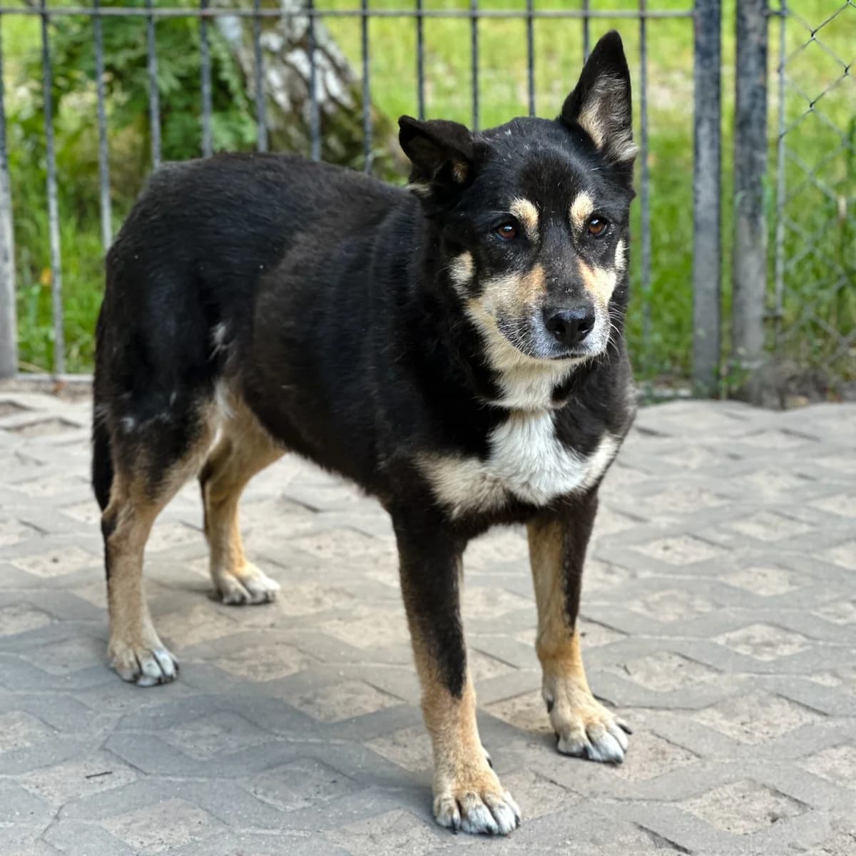 Wojtek,  (Fundacja Viva Korabiewice)