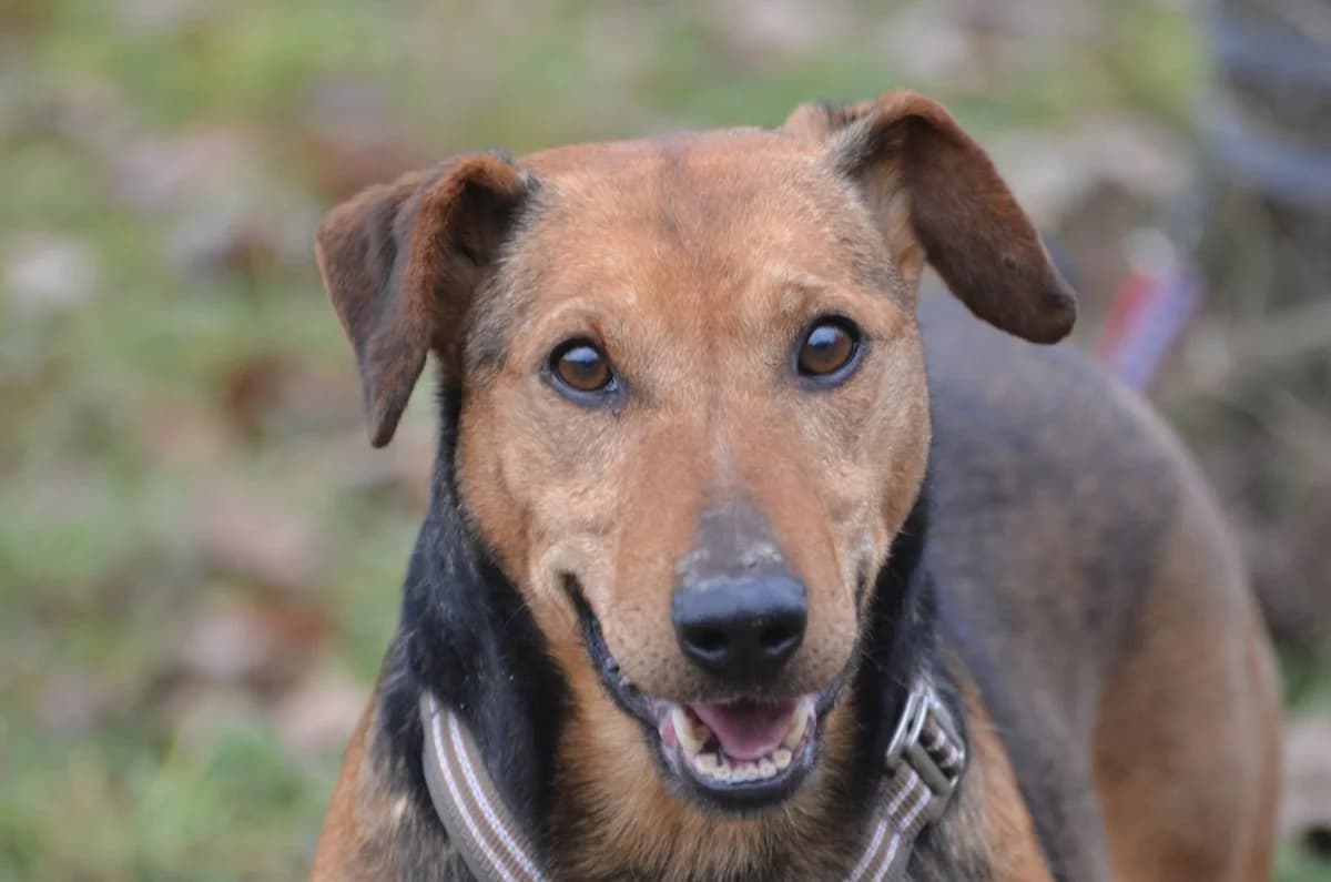 Rambo, male 5yo Mixed Breed for adoption at Wesoly Kundelek