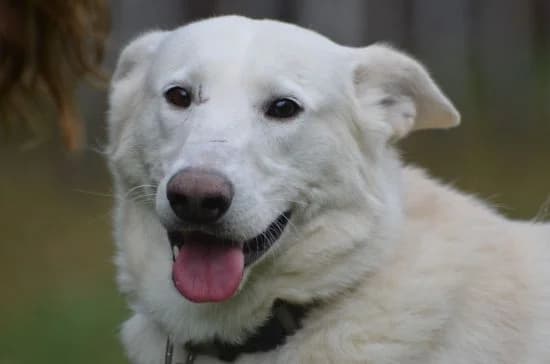 Snoopy,  mixed breed for adoption at Wesoly Kundelek