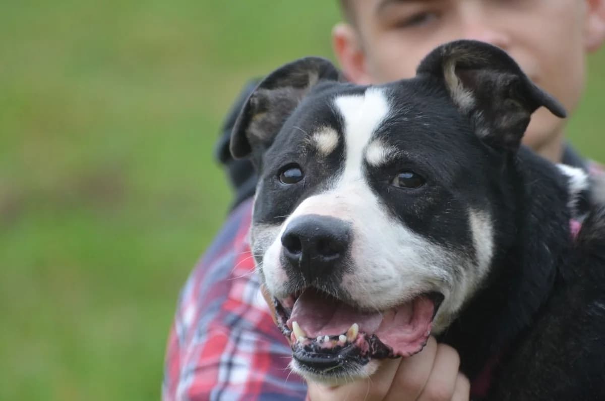 Filip, male 5yo Mixed Breed for adoption at Wesoly Kundelek