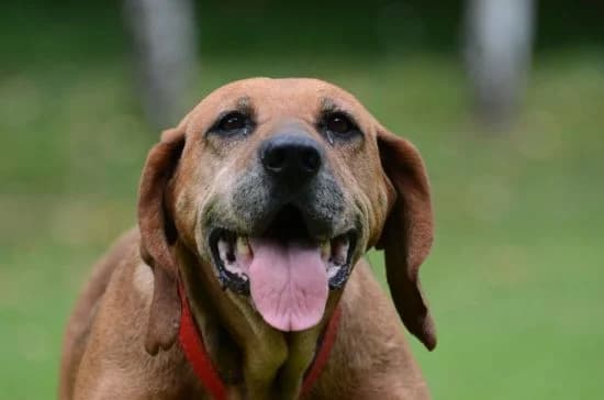 Werka,  senior mixed breed for adoption at Wesoly Kundelek