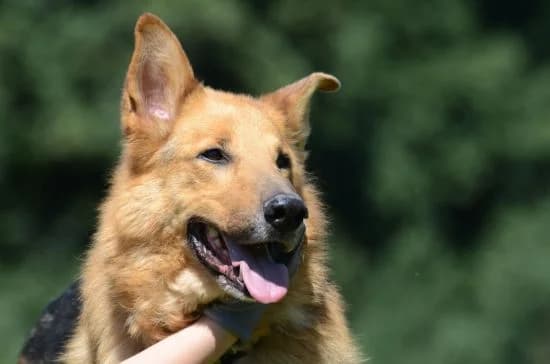 Antonio, male 7yo Mixed Breed for adoption at Wesoly Kundelek