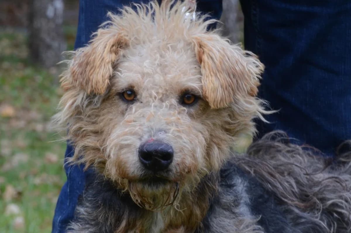 Matiz,  mixed breed for adoption at Wesoly Kundelek