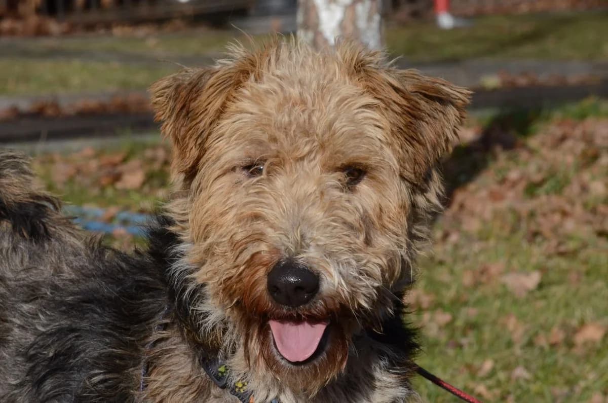 Kaluś, male 5yo Mixed Breed for adoption at Wesoly Kundelek