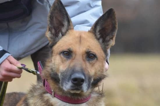 Rumia,  5yo mixed breed for adoption at Wesoly Kundelek