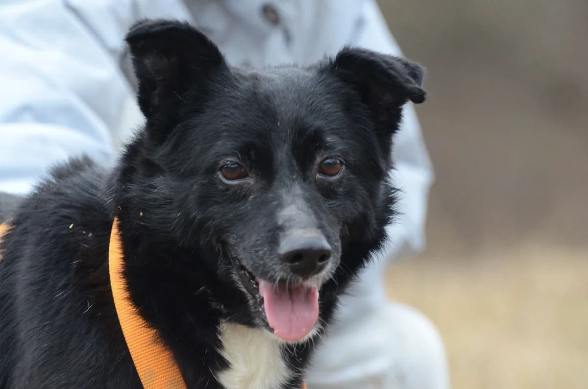 Adonis, male senior Mixed Breed for adoption at Wesoly Kundelek