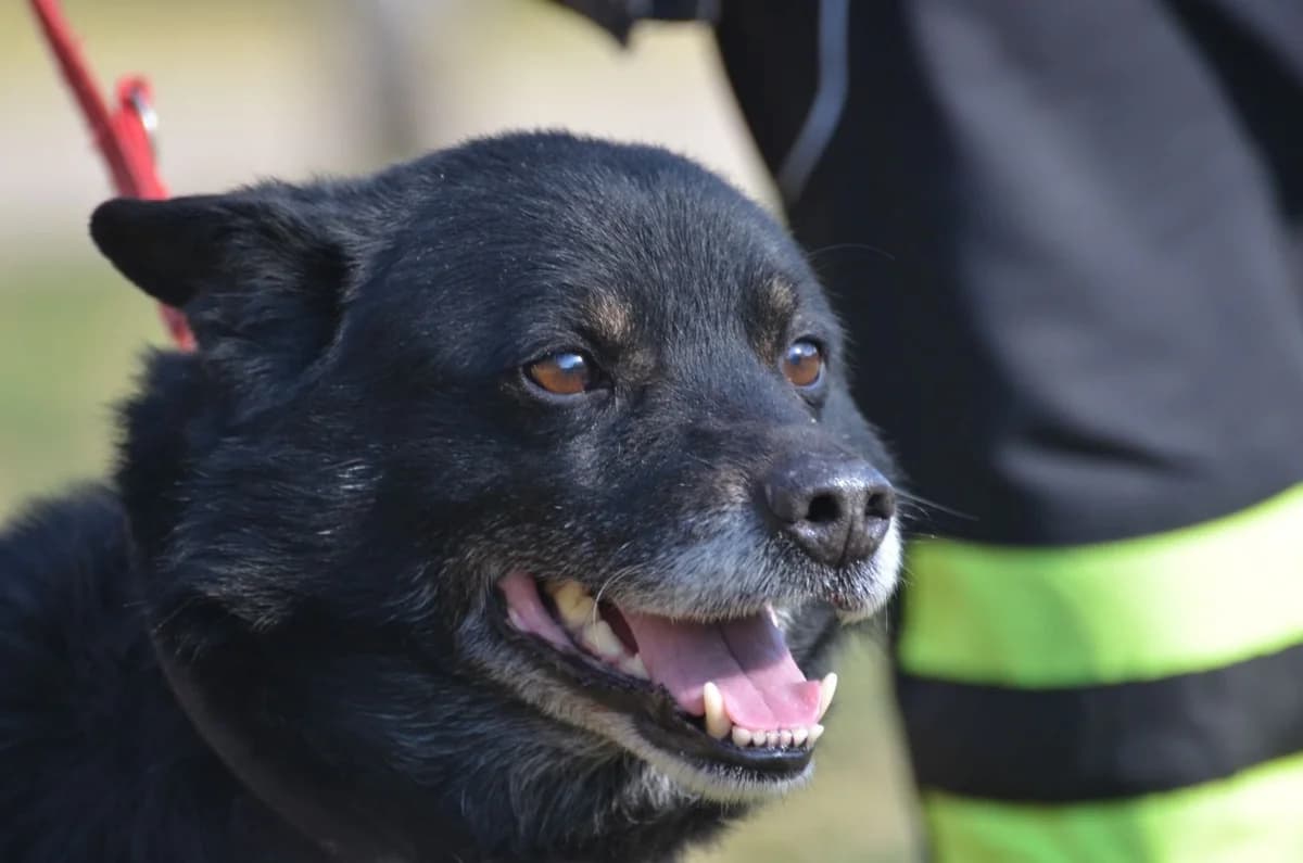 Felek, male senior Mixed Breed for adoption at Wesoly Kundelek